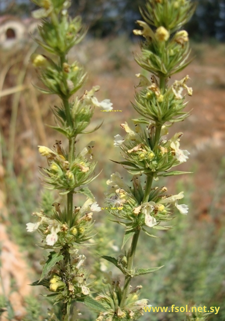 Nepeta flavida Hub.-Mor.